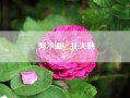 阿尔温•托夫勒,阿尔温为什么嫁给阿拉贡之后就不再永ǔ?