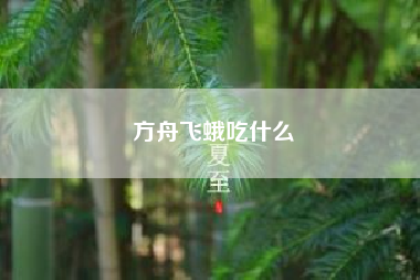 方舟飞蛾吃什么（飞蛾吃什么）