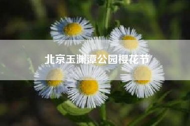 北京玉渊潭公园樱花节?玉渊潭公园樱花节的观赏推荐?