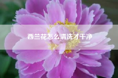 西兰花怎么清洗才干净……减肥餐西兰花怎么做？